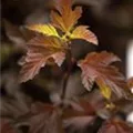 Physocarpus opulifolius 'Diable d´Or'®
