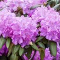 Rhododendron 'Roseum Elegans'