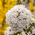 Viburnum carlesii