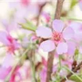 Prunus 'Okame'