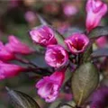 Weigela florida 'Alexandra'(s)