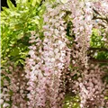 Wisteria floribunda 'Honbeni'