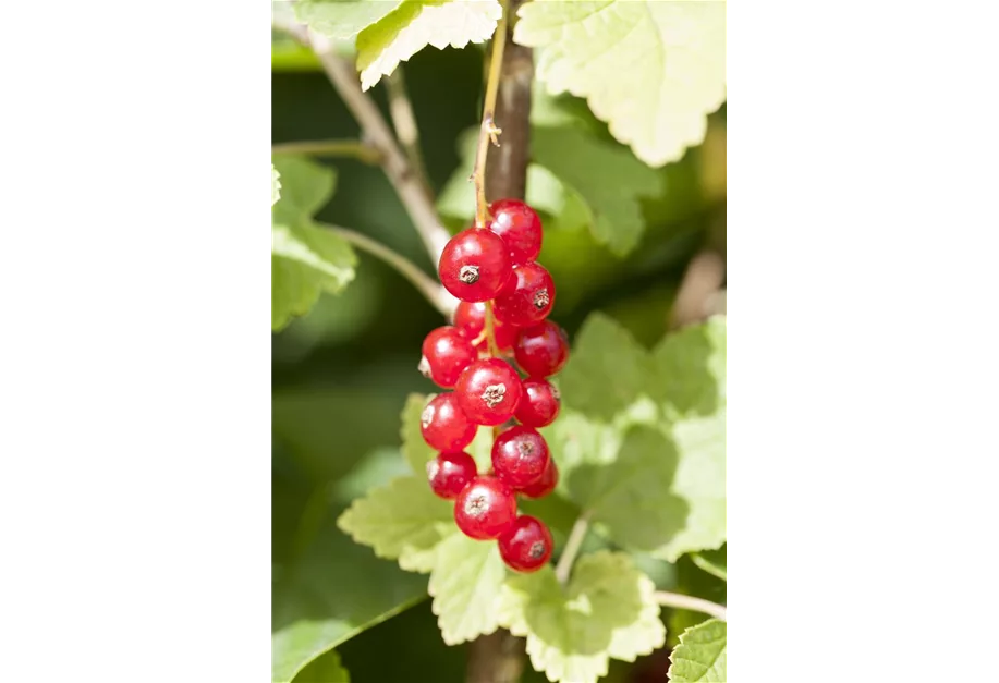 Johannisbeere 'Rotet'