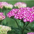Achillea millefolium