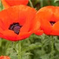 Papaver orientale, rot