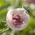 Malva sylvestris 'Freedom'