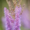 Astilbe chinensis var. pumila