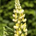 Lupinus polyphyllus 'Camelot Yellow'®
