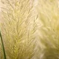 Cortaderia selloana