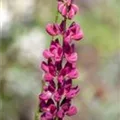 Lupinus polyphyllus 'Nanus Gallery Red'