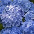 Hydrangea macrophylla, blau
