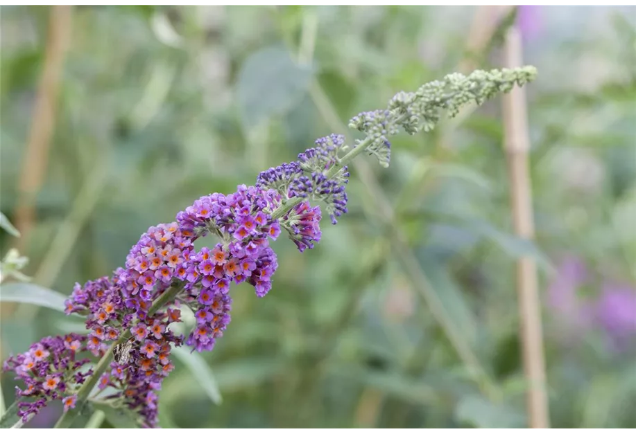 Sommerflieder 'Flower Power' -R-