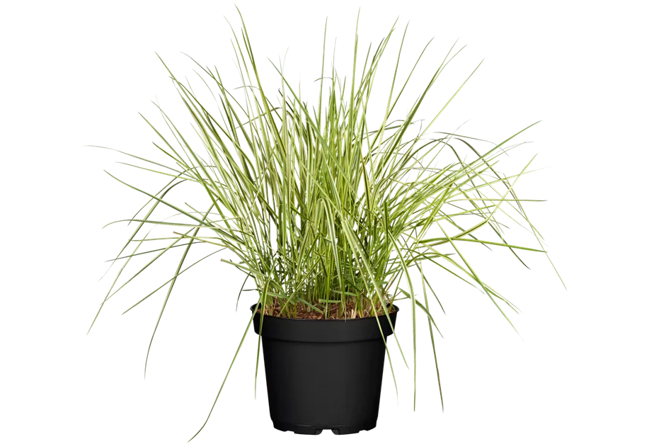 Weißgestreiftes Reitgras