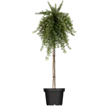 GS420155.png
