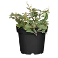 GS523794.png