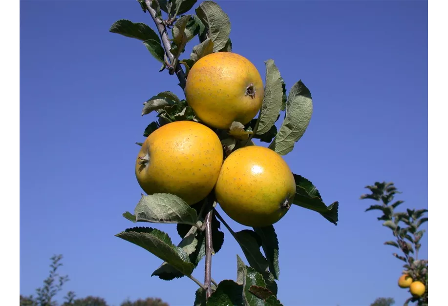 Apfel 'Champagnerrenette' spät