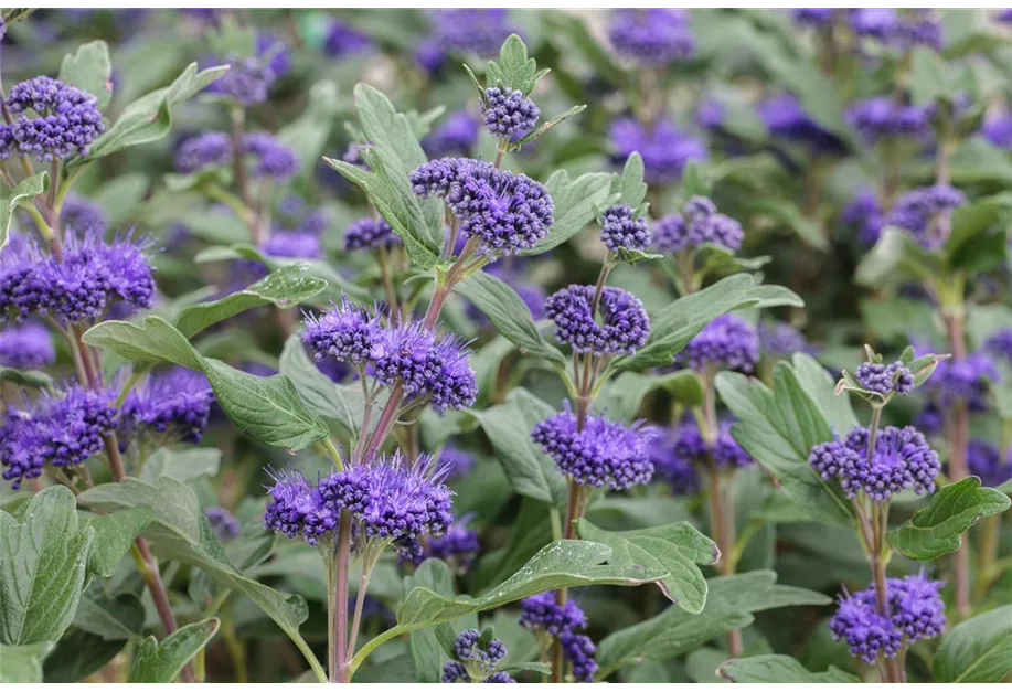 Bartblume