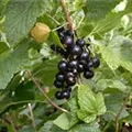 Ribes nigrum 'Titania'(s)