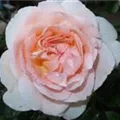 Märchenzauber8522.JPG