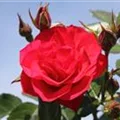 Black Forest Rose78.JPG