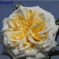 Honeymilk47.JPG