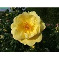 Sunny Rose1.jpg