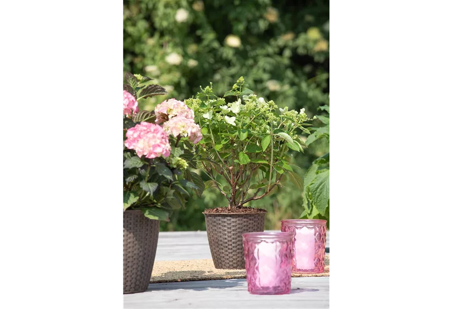 Rispenhortensie 'Prim White' -R-