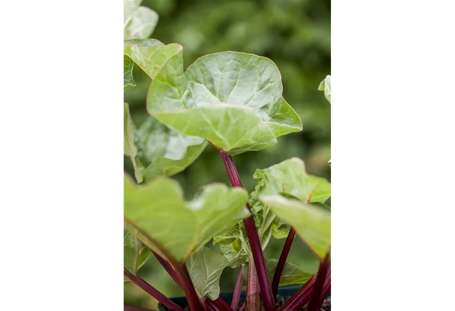 Rhabarber 'Holsteiner Blut'