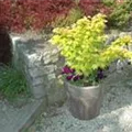 Acer palmatum 'Aureum'