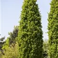 Quercus robur f. fastigiata