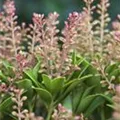 Pieris japonica 'Purity'
