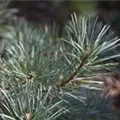Pinus sylvestris 'Glauca'