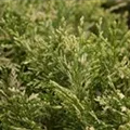 Chamaecyparis lawsoniana 'Pearly Swirls'