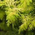 Chamaecyparis obtusa