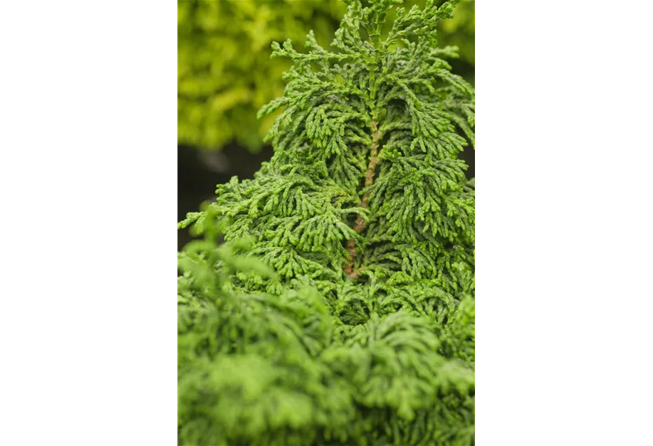 Hinoki-Scheinzypresse 'Maureen'