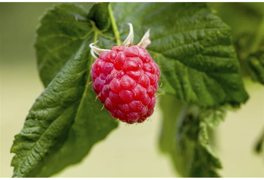 Himbeere 'Summer Lovers Patio Red' -S-