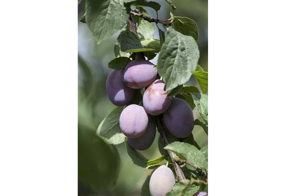 Säulenpflaume 'Imperial'