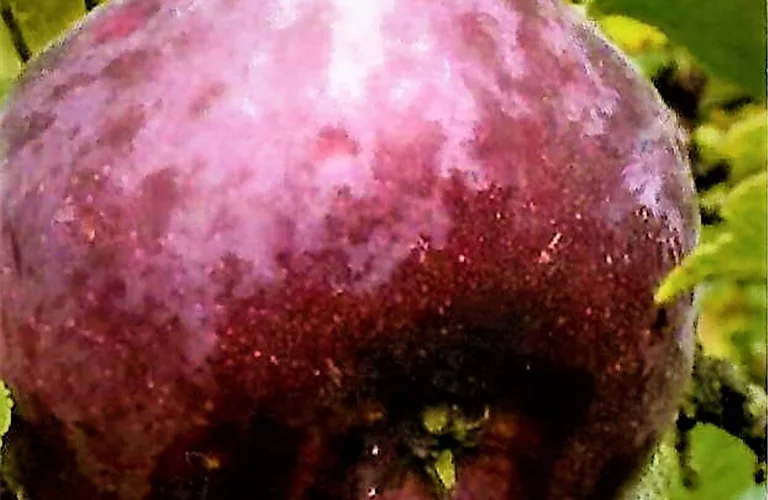 Malus 'Blauer Kölner'