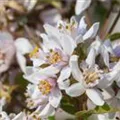 Deutzia x hybrida