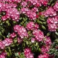 Rhododendron yakushimanum 'Morgenrot'