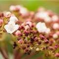 Viburnum tinus