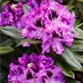 Rhododendron 'Blaue Jungs'
