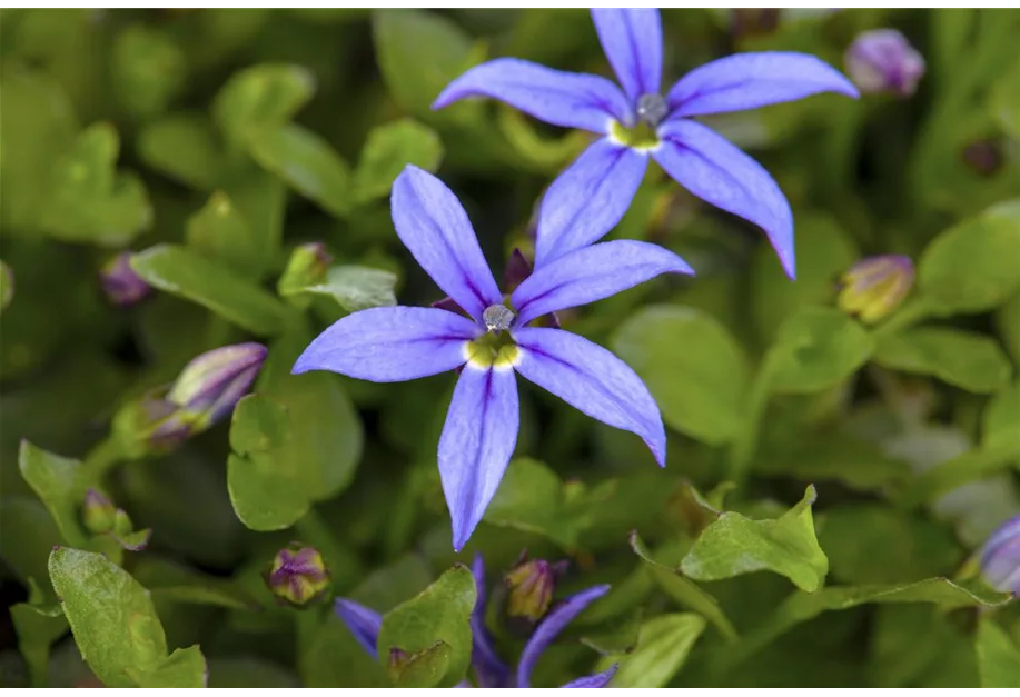 Australische Scheinlobelie