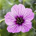 Geranium
