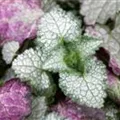 Lamium maculatum 'White Nancy'