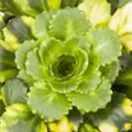 Saxifraga