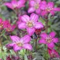 Saxifraga x arendsii