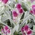 Antennaria dioica