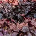 Heuchera micrantha 'Obsidian'