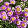 Erigeron glaucus 'Sea Breeze'®